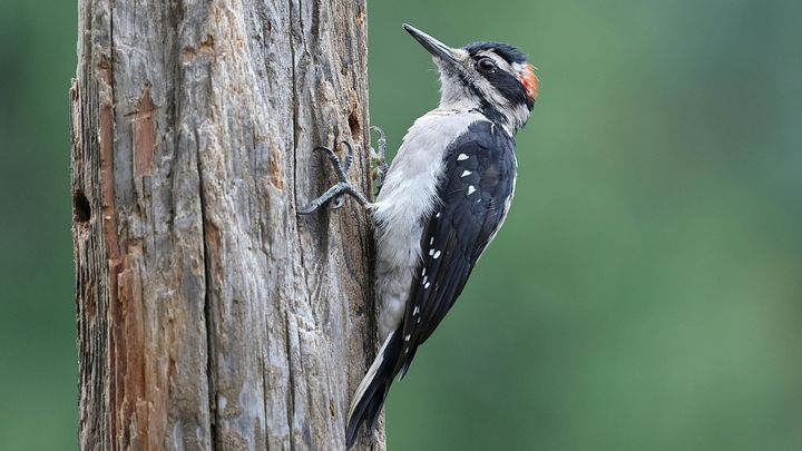 キツツキの打撃は瞬間的に400Gに達する