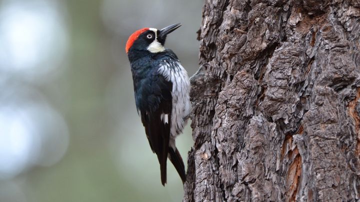 「気合いの呼吸」は生物共通の戦略か？