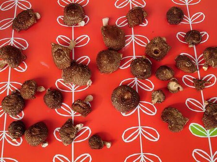 洗濯ネットが意外なモノの代用品に！？自宅で簡単にできますよ♪【やってみた】