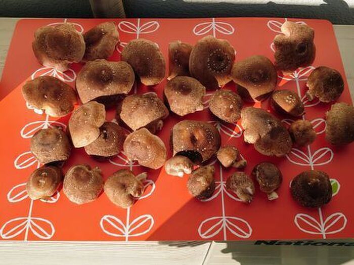 洗濯ネットが意外なモノの代用品に！？自宅で簡単にできますよ♪【やってみた】