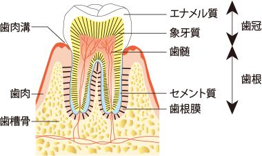 なぜ歯のエナメル質再生は難しかったのか？