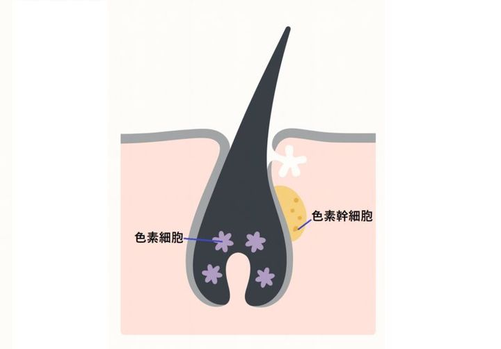 白髪になるメカニズム