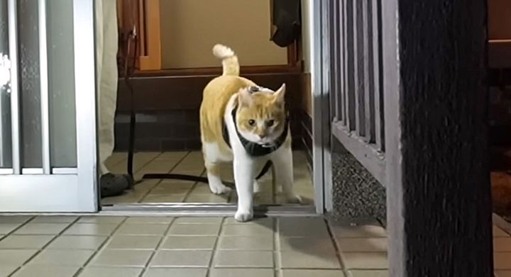 散歩に出かけた猫