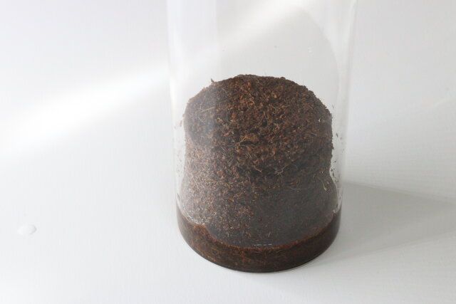 ダイソー 栽培セット びよーんとこねぎ ココヤシ圧縮土 もどす ほぐす