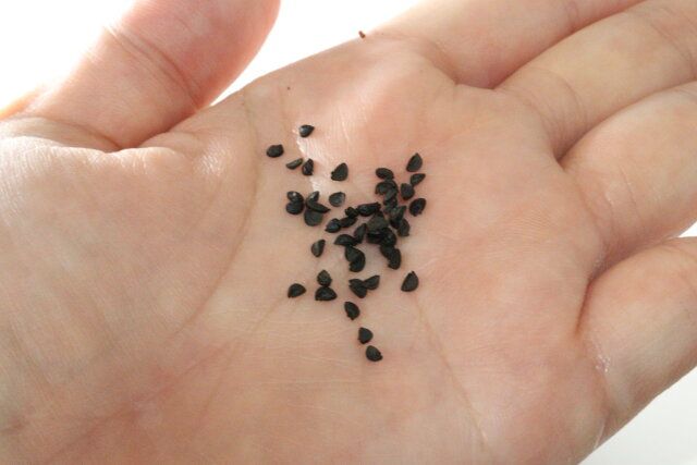 ダイソー 栽培セット びよーんとこねぎ 種