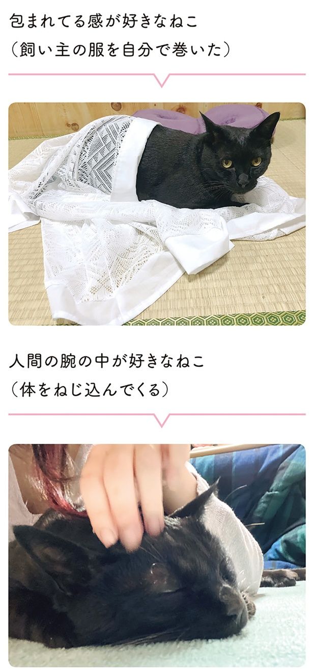 包まれてる感が好きなねこ （C）AKR／KADOKAWA