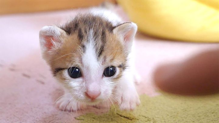 カメラに突進してくる子猫