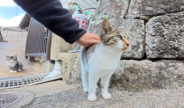 撫でられる子猫