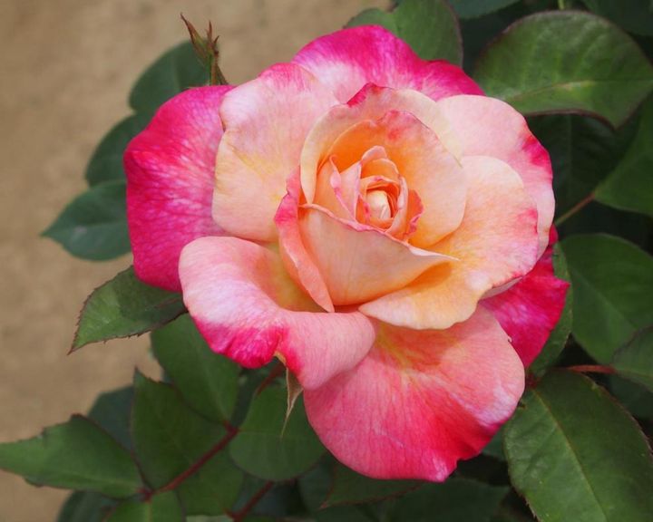 HTの’アブラカダブラ’は、中心のクリームと外弁のピンクのグラデーションが美しいバラ。花色がくっきりと出るといっそう魅力的。（筆者撮影）