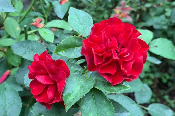 こちらも赤のフロリバンダローズ。フロリバンダ系は花付きがよいため、秋にも庭をにぎやかに彩ってくれる優秀なガーデンローズです。（筆者撮影）