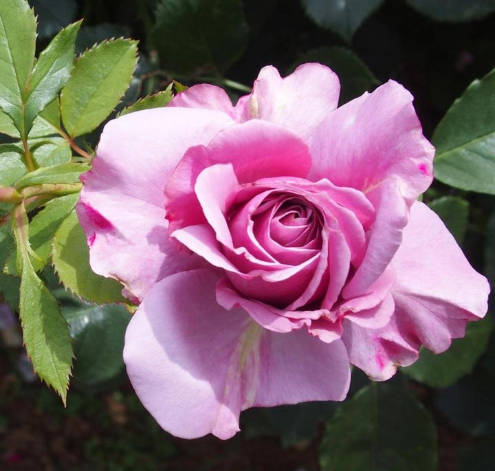 藤色のHT、‘シークレット パフューム’は名前にも惹かれるバラ。半剣弁高芯咲きでブルーローズ特有の強い香りを漂わせます。（筆者撮影）