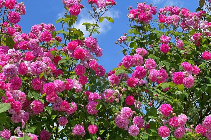 11月9日の花とは？【366日の誕生花と幸せの花言葉】