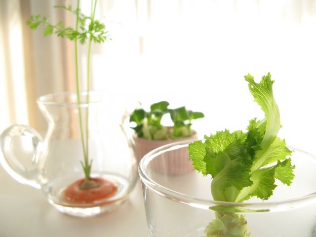 光の入る窓際でリボベジ 再生栽培中のにんじんなど