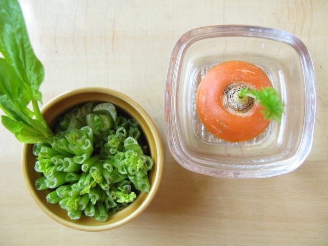 リボベジ 再生栽培中のにんじんと小松菜