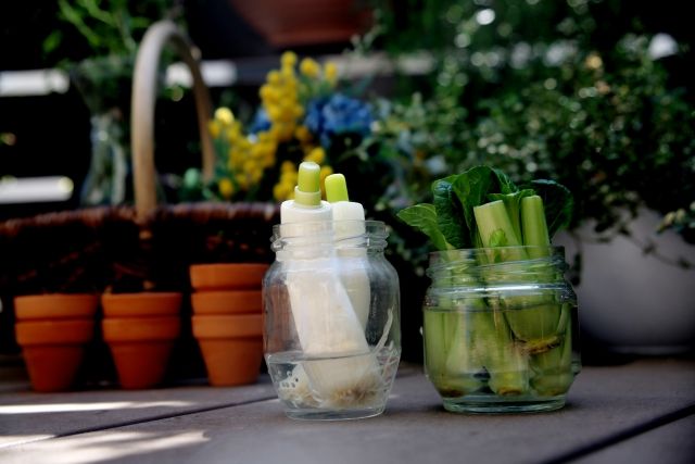 リボベジ 再生栽培中のネギや小松菜 おしゃれな瓶