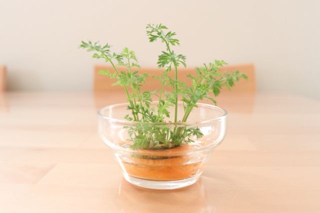 リボベジ 再生栽培中のにんじん