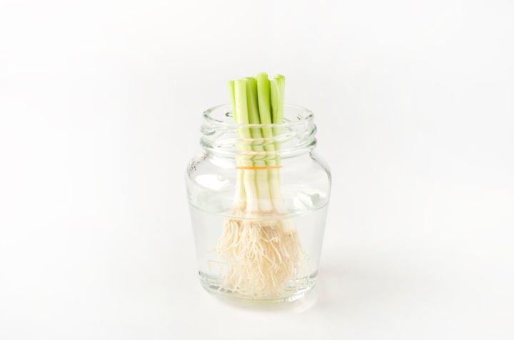 リボベジ 再生栽培中 リボーンベジタブル「再生野菜」ネギ