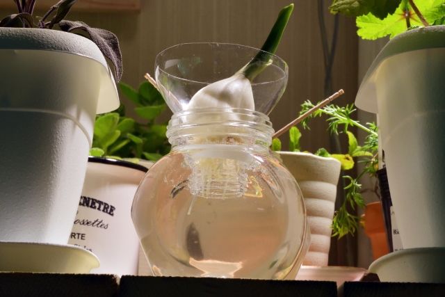 リボベジ 再生栽培中のニンニク おしゃれ