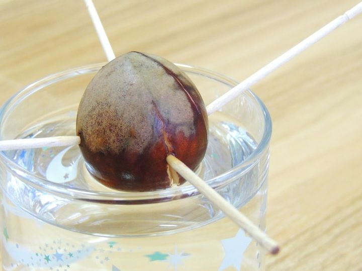 アボカドの種の水耕栽培 爪楊枝で浮かせている