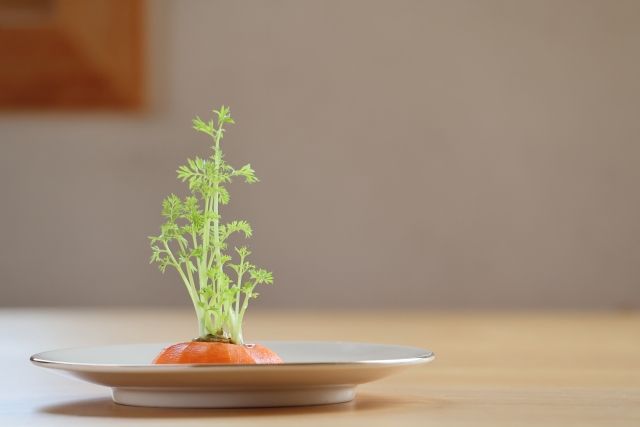 再生栽培中のにんじん 葉っぱが成長 リボベジ