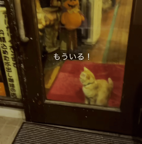 猫カフェではなく、猫ちゃんがいる喫茶店があるのをご存知ですか?