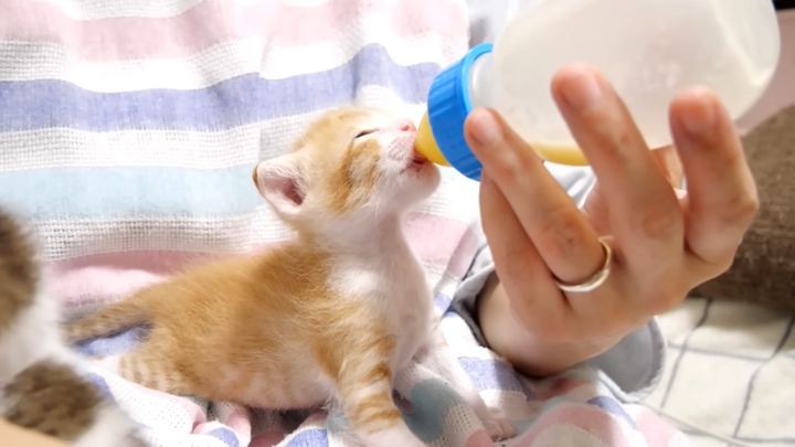 ミルクを飲む子猫