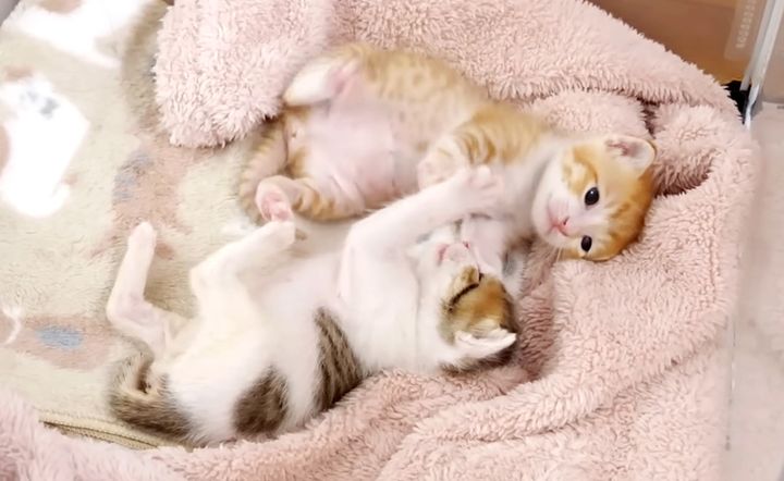 子猫達のジタバタダンス