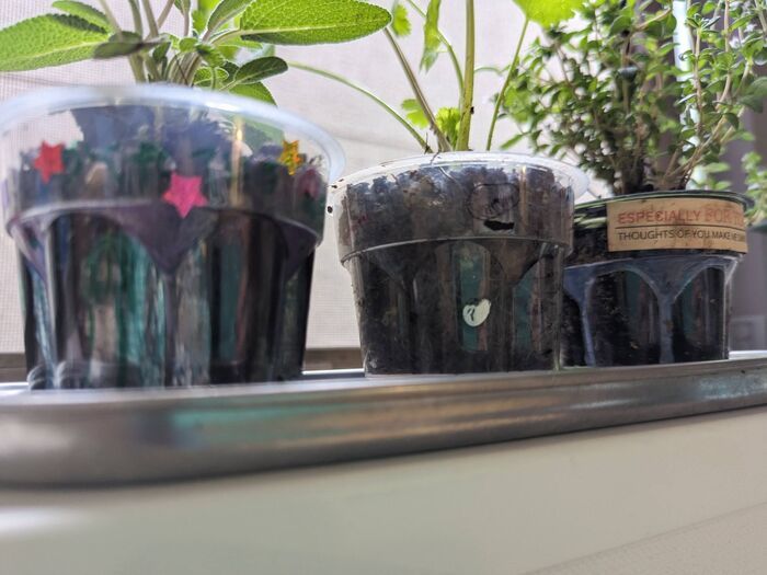 3個パックの『プッチンプリン』のカップ、実は優秀すぎた…！捨てる前に試したい便利でユニークな使い道♪