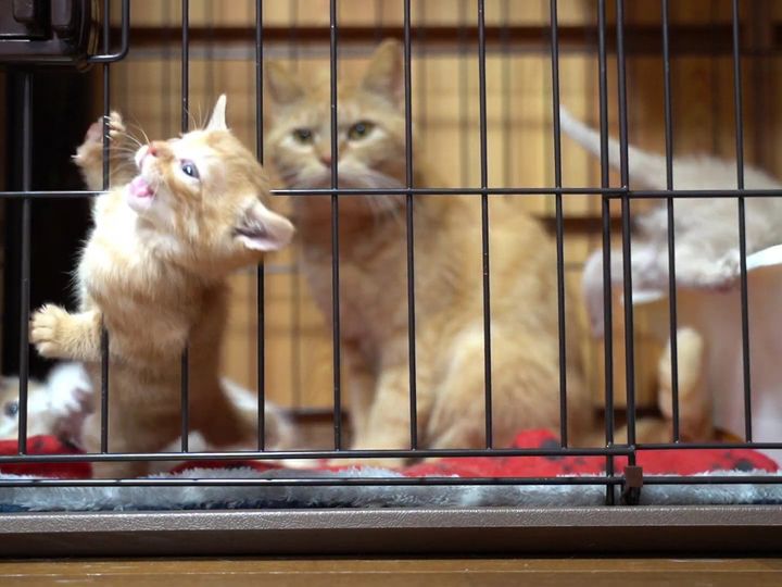 飼い主さんもお母さん猫も驚愕？