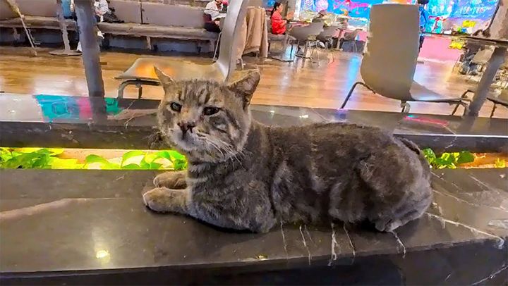フードコートで隣にやって来た猫