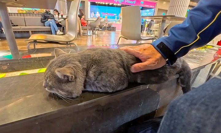 隣でくつろぐ猫