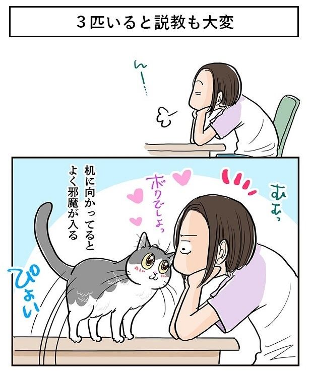 机に向かっていると、ポッちゃんがやってきた 藤緒ミルカ(@mirumirupakupa1)