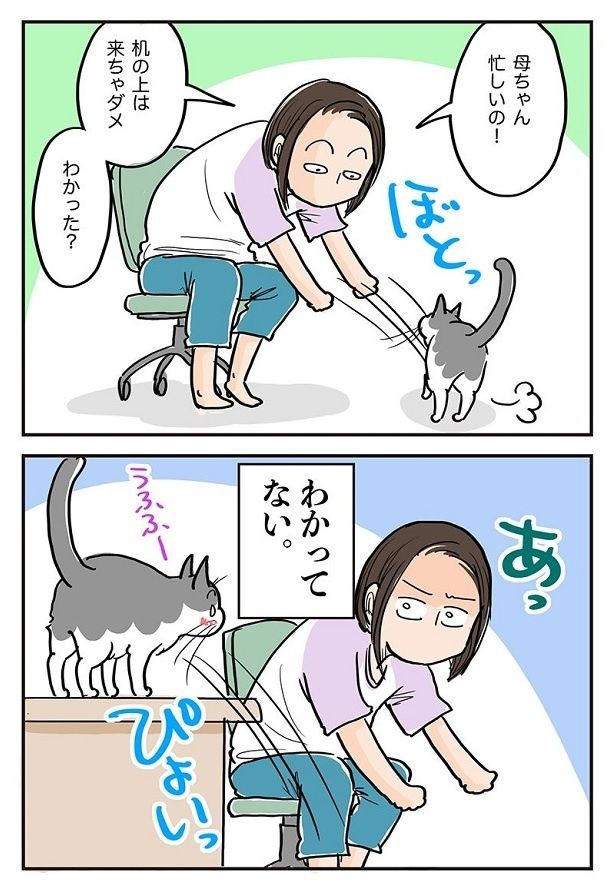 「机の上は来ちゃダメ」と言いながら、ポッちゃんを降ろすも… 藤緒ミルカ(@mirumirupakupa1)