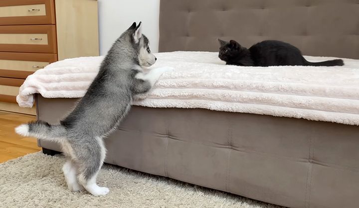 初めて会った子猫とハスキー犬