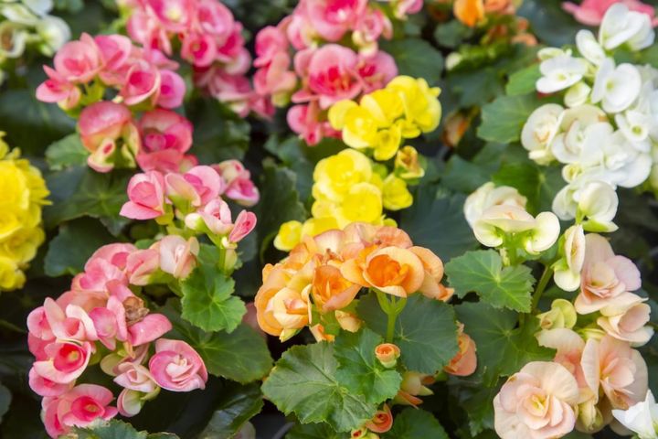 エラチオールベゴニア