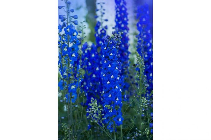 デルフィニウム（パシフィックジャイアント系）