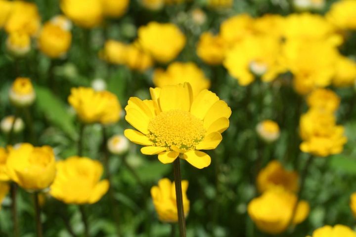 クリサンセマム・ムルチコーレ