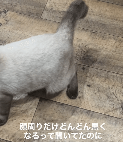 みなさんはシャム猫をご存知でしょうか。