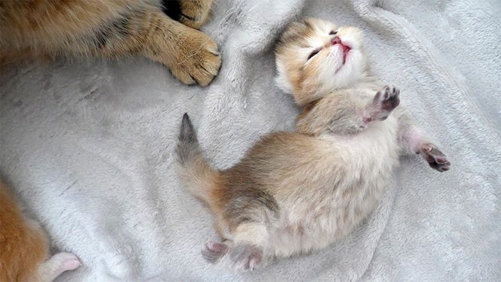 ヘソ天でクネクネする子猫