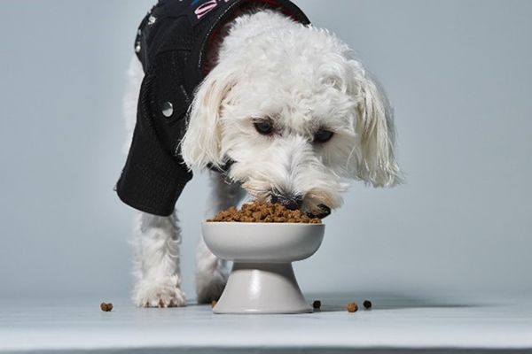 宮城県気仙沼のサメを活用したペットフードとペット用サメ革ジャケット新発売