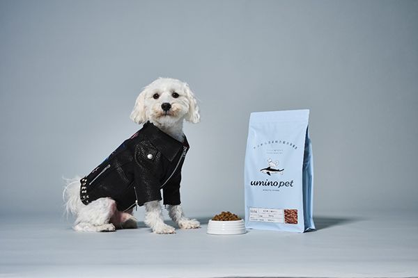 宮城県気仙沼のサメを活用したペットフードとペット用サメ革ジャケット新発売