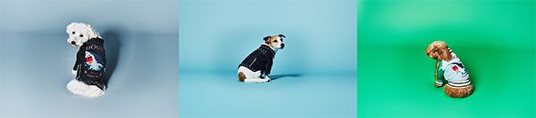 宮城県気仙沼のサメを活用したペットフードとペット用サメ革ジャケット新発売