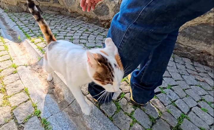 スリスリする猫