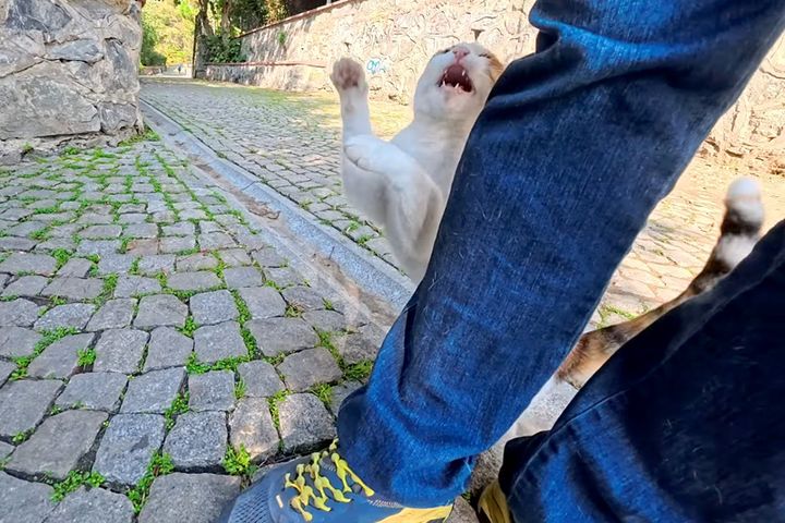 猫パンチする猫