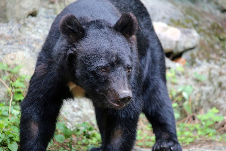 北海道や東北地方などでは、クマによる人身被害が深刻化