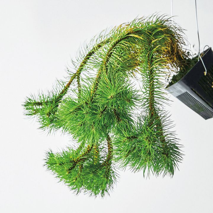 フレグマリウルス ピシオイデス