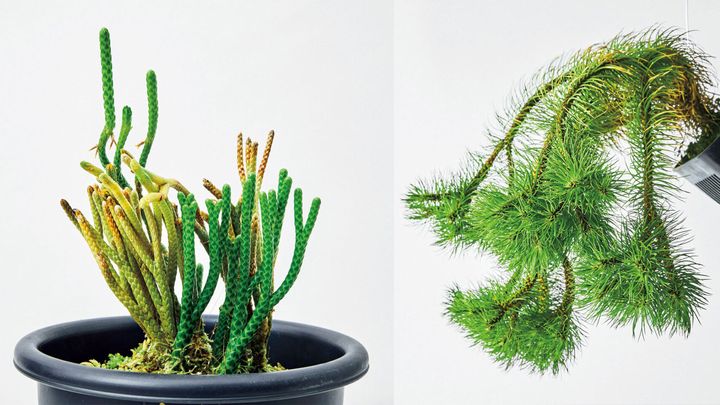 珍奇植物図鑑。ジャングルに適応したジメジメシダたち「シダ」