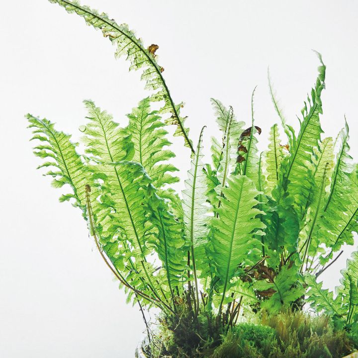 トリコマネス ディヴェルシフロンス