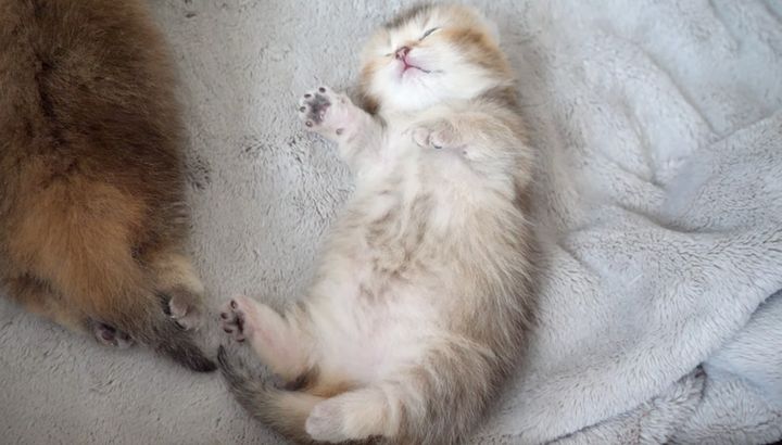 ヘソ天姿の子猫