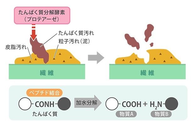 酵素メカニズムイラスト